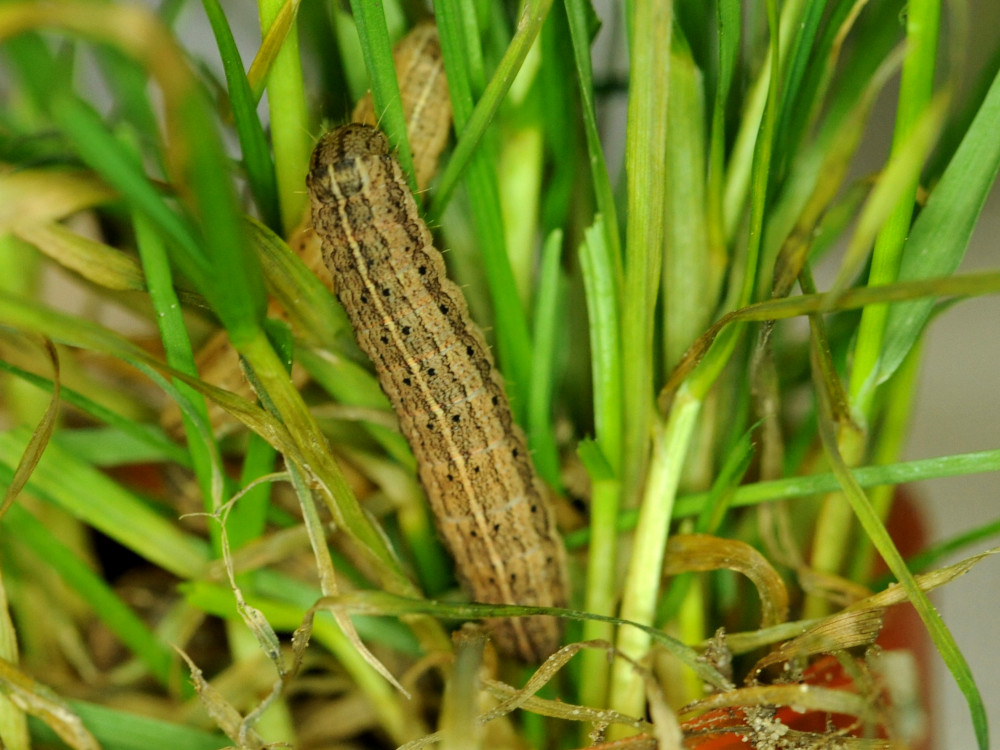 Bild Nr.10068 zum Vergrößern klicken Bild Nr.10068