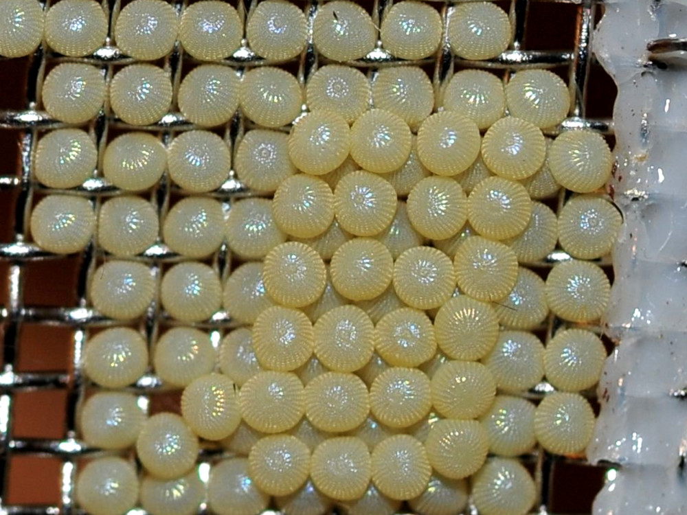 Bild Nr.10068 zum Vergrößern klicken Bild Nr.10068