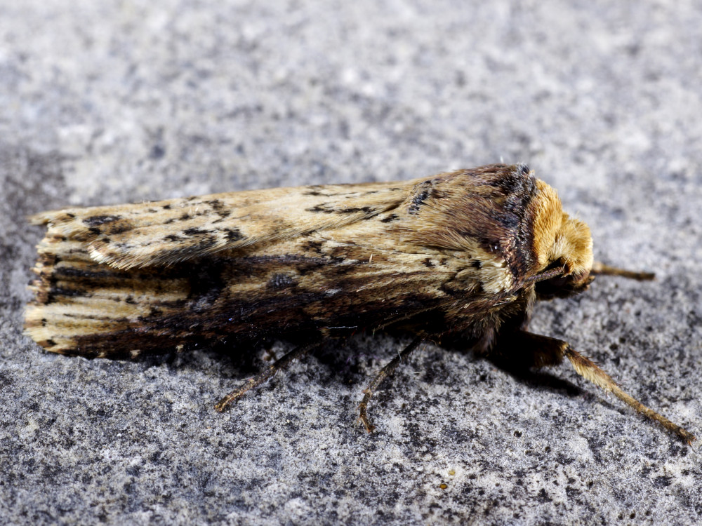 Bild Nr.10082 zum Vergrößern klicken Bild Nr.10082