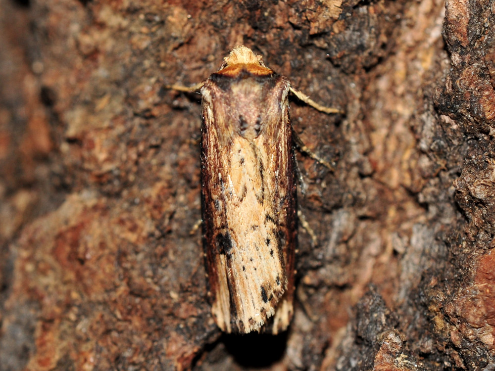 Bild Nr.10082 zum Vergrößern klicken Bild Nr.10082