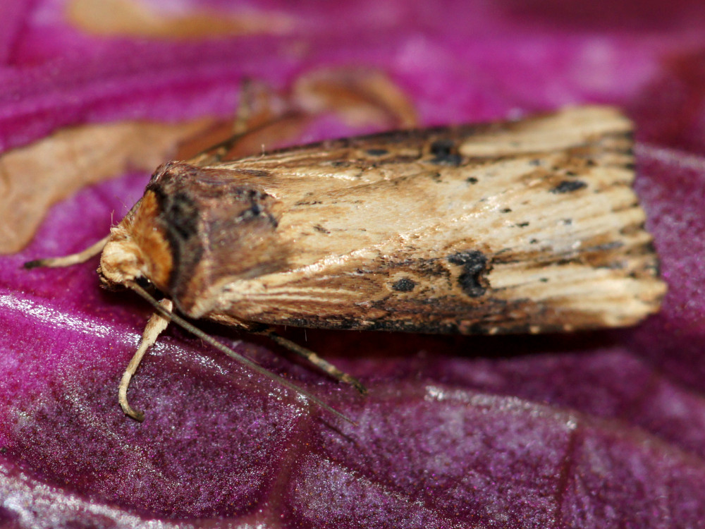 Bild Nr.10082 zum Vergrößern klicken Bild Nr.10082