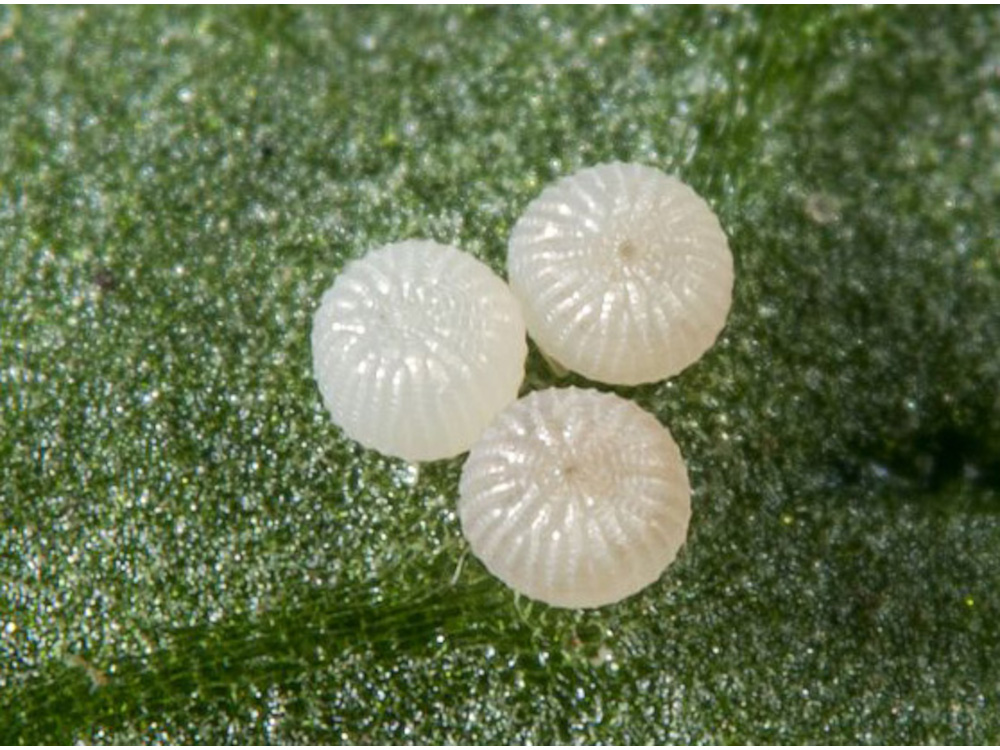 Bild Nr.10082 zum Vergrößern klicken Bild Nr.10082