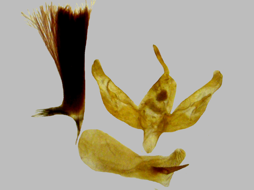 Bild Nr.10086 zum Vergrößern klicken Bild Nr.10086