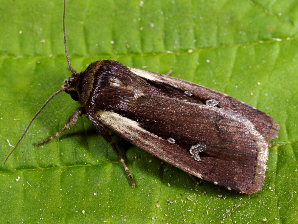 Bild Nr.10086 zum Vergrößern klicken Bild Nr.10086