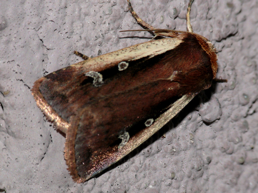 Bild Nr.10086 zum Vergrößern klicken Bild Nr.10086