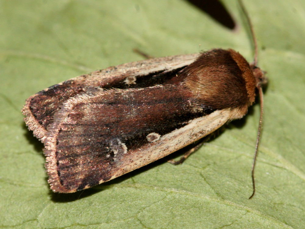 Bild Nr.10086 zum Vergrößern klicken Bild Nr.10086