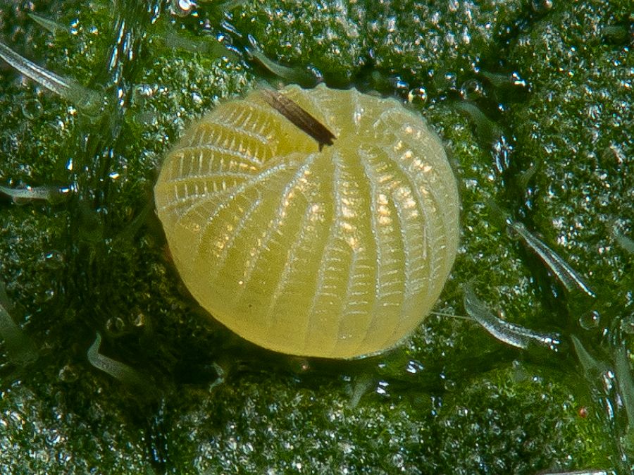 Bild Nr.10086 zum Vergrößern klicken Bild Nr.10086