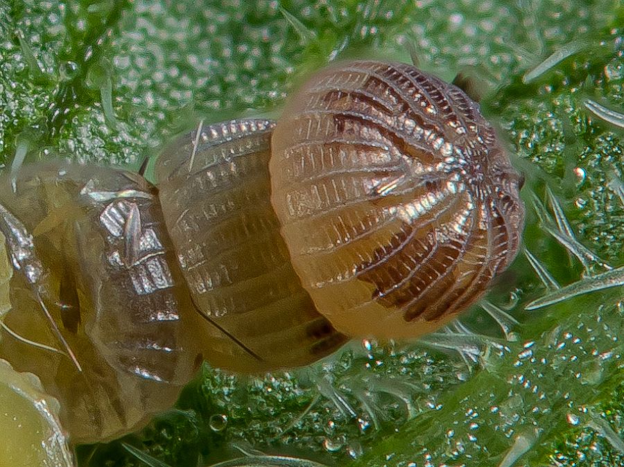 Bild Nr.10086 zum Vergrößern klicken Bild Nr.10086