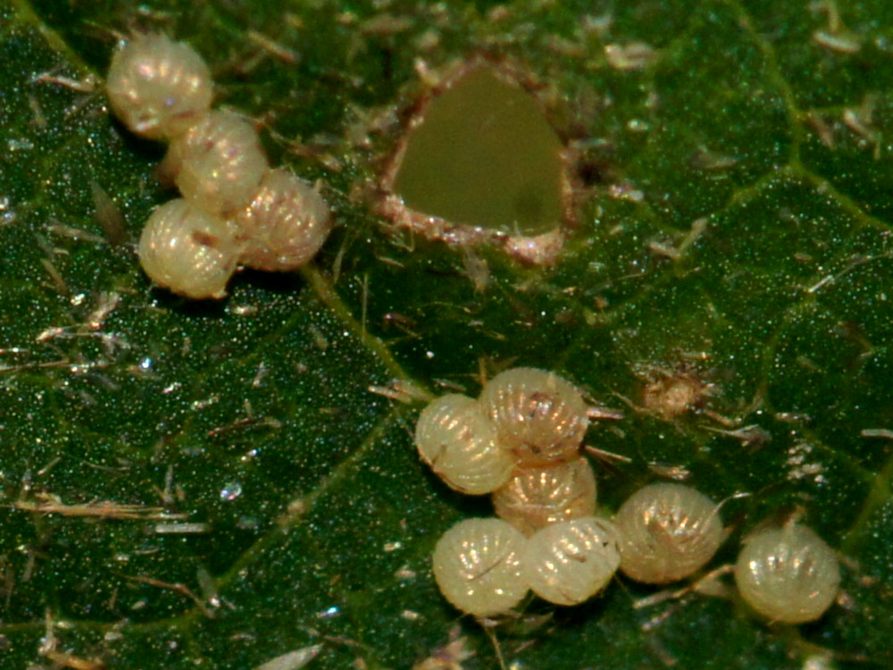 Bild Nr.10086 zum Vergrößern klicken Bild Nr.10086