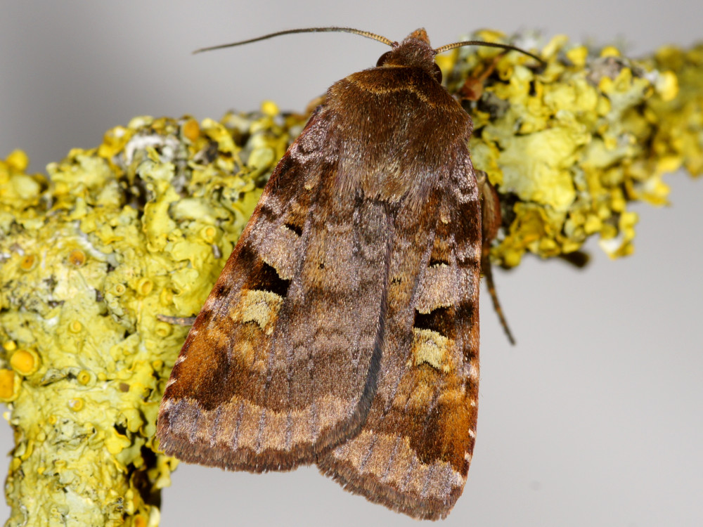 Bild Nr.10092 zum Vergrößern klicken Bild Nr.10092