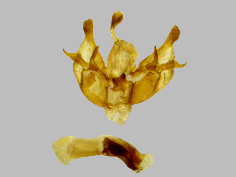 Bild Nr.10093 zum Vergrößern klicken Bild Nr.10093