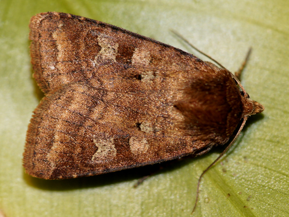 Bild Nr.10093 zum Vergrößern klicken Bild Nr.10093