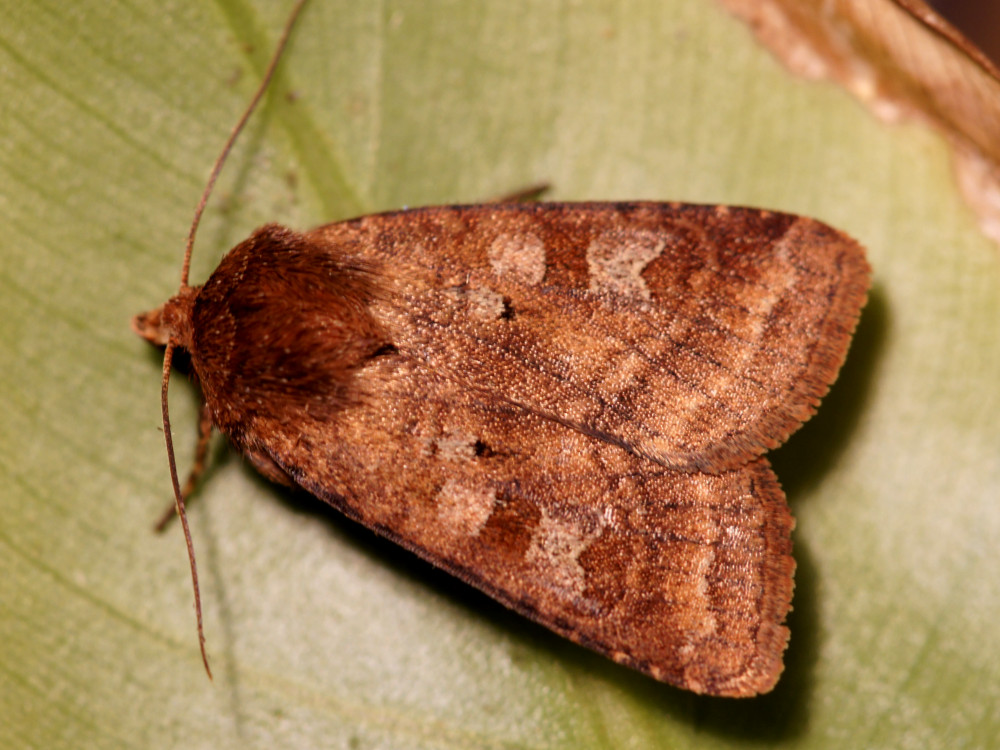 Bild Nr.10093 zum Vergrößern klicken Bild Nr.10093