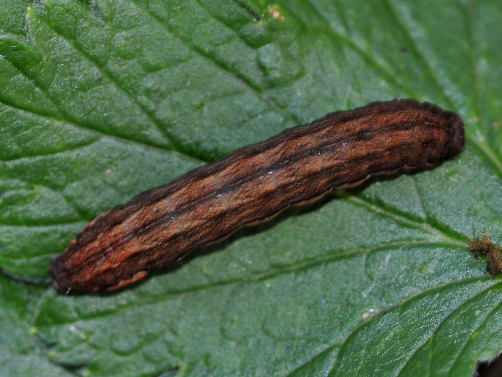 Bild Nr.10093 zum Vergrößern klicken Bild Nr.10093