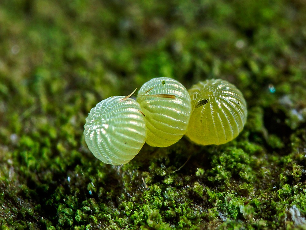 Bild Nr.10093 zum Vergrößern klicken Bild Nr.10093