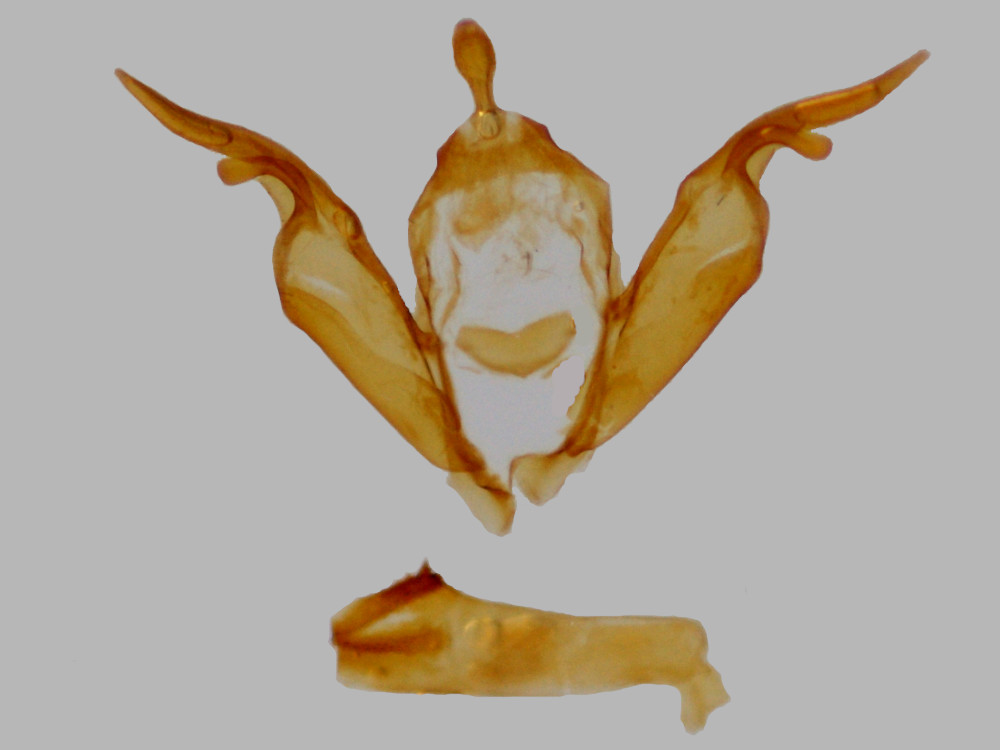 Bild Nr.10097 zum Vergrößern klicken Bild Nr.10097