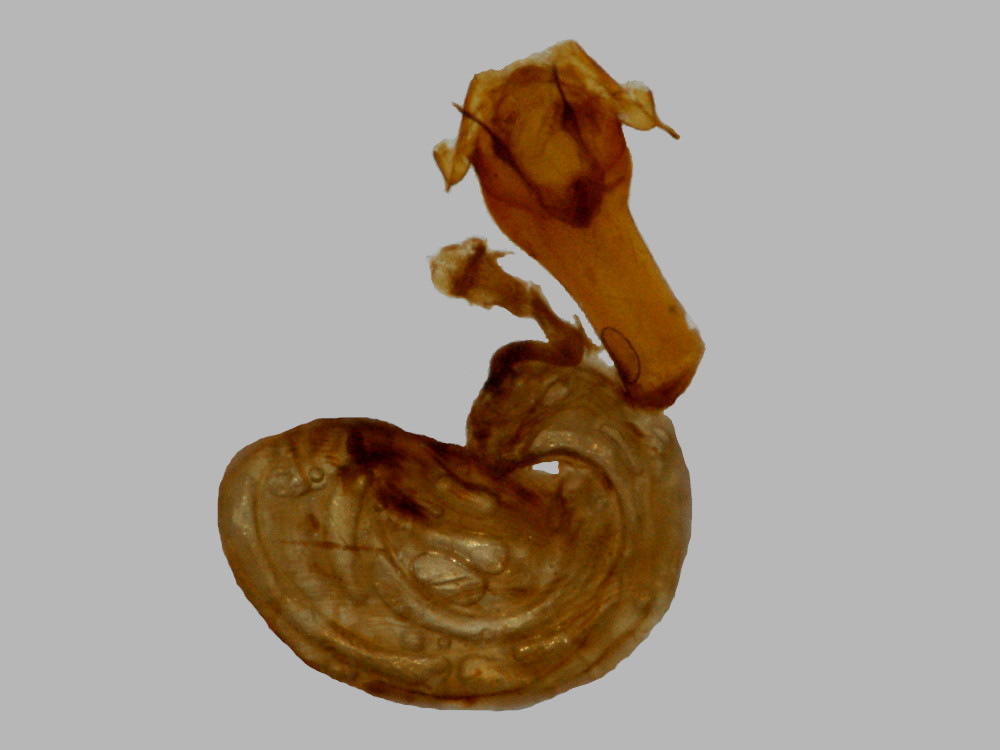 Bild Nr.10097 zum Vergrößern klicken Bild Nr.10097