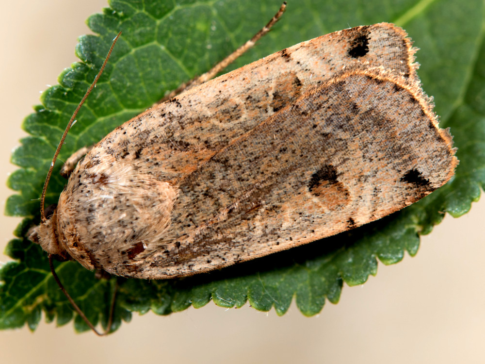 Bild Nr.10097 zum Vergrößern klicken Bild Nr.10097