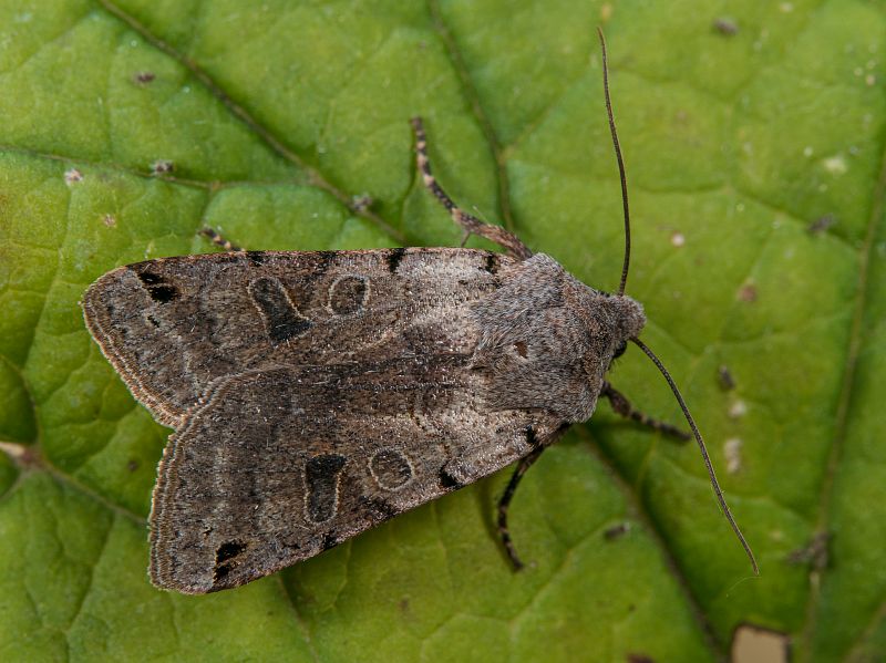 Bild Nr.10097 zum Vergrößern klicken Bild Nr.10097