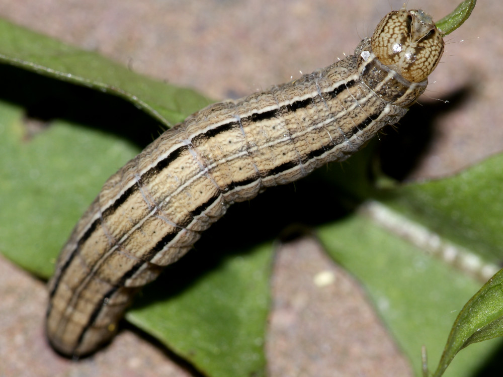 Bild Nr.10097 zum Vergrößern klicken Bild Nr.10097