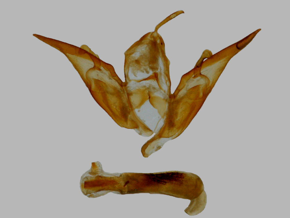 Bild Nr.10099 zum Vergrößern klicken Bild Nr.10099