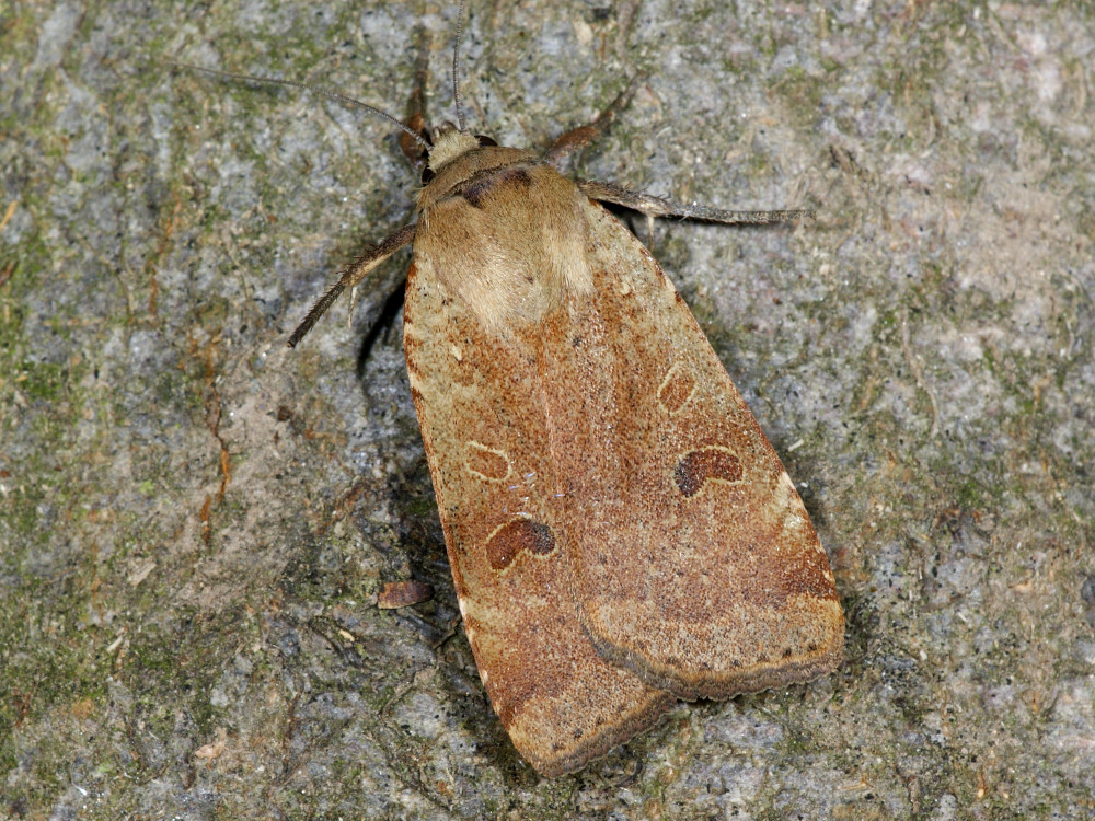 Bild Nr.10099 zum Vergrößern klicken Bild Nr.10099