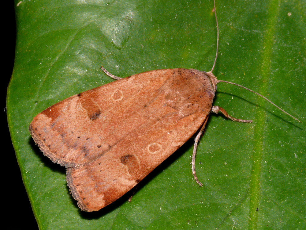 Bild Nr.10099 zum Vergrößern klicken Bild Nr.10099