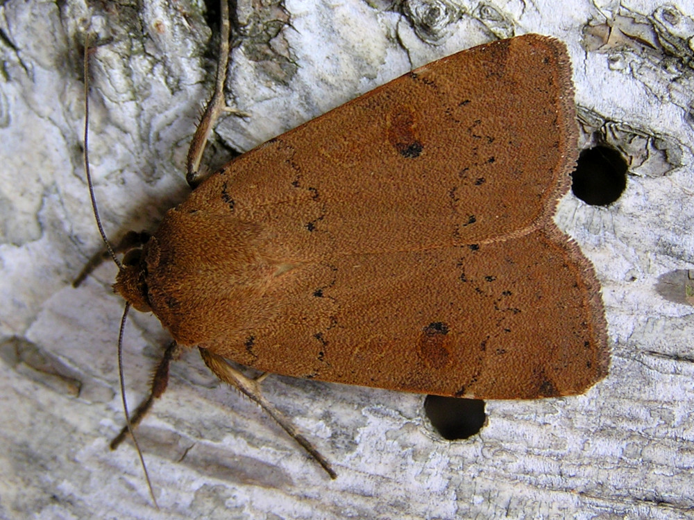 Bild Nr.10099 zum Vergrößern klicken Bild Nr.10099