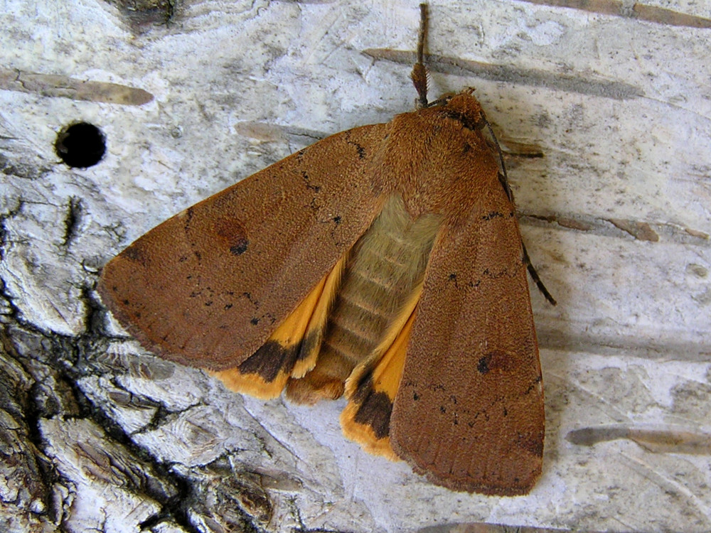 Bild Nr.10099 zum Vergrößern klicken Bild Nr.10099