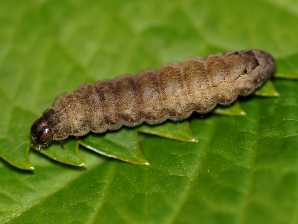 Bild Nr.10099 zum Vergrößern klicken Bild Nr.10099