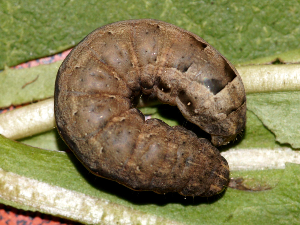 Bild Nr.10099 zum Vergrößern klicken Bild Nr.10099