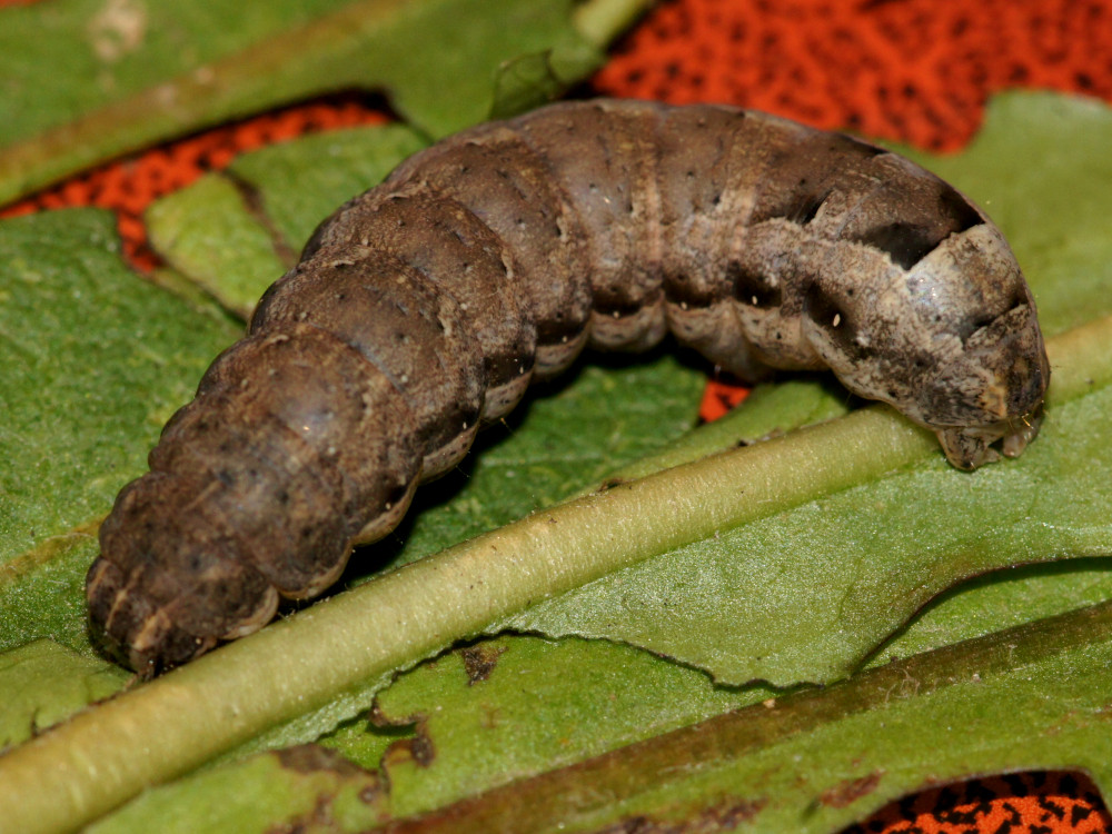 Bild Nr.10099 zum Vergrößern klicken Bild Nr.10099