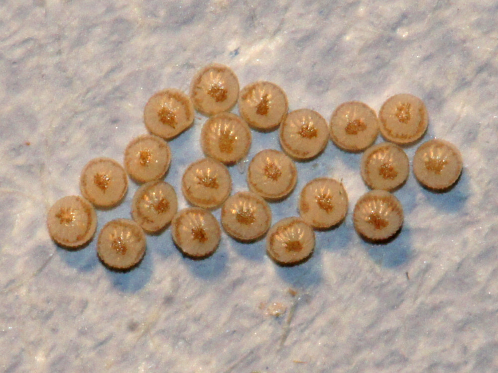 Bild Nr.10099 zum Vergrößern klicken Bild Nr.10099