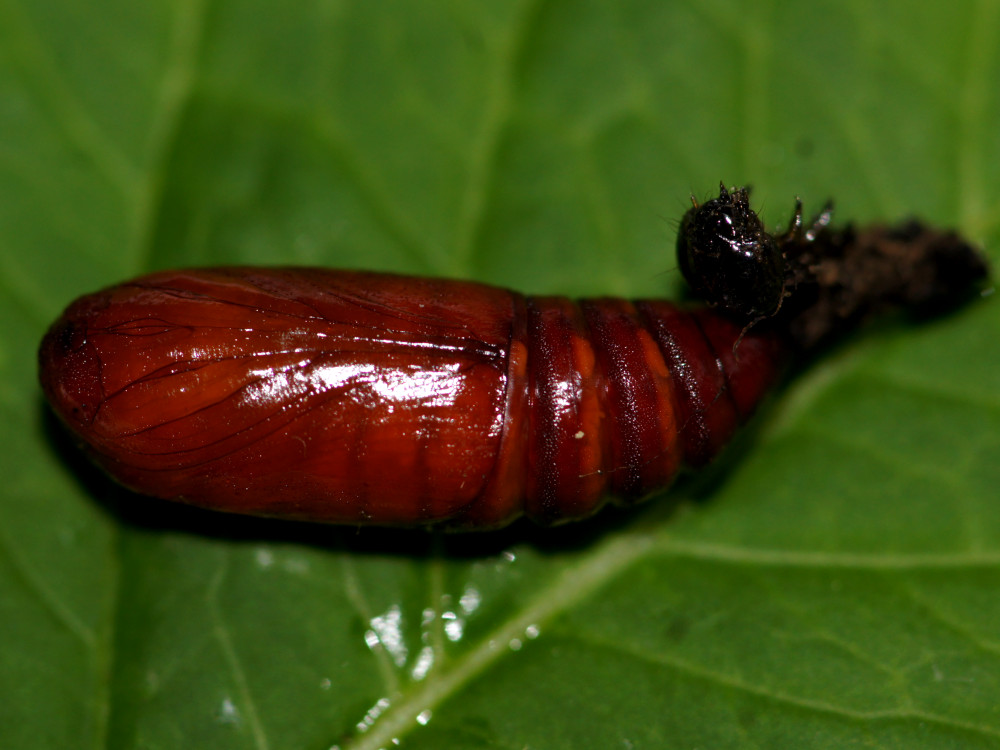 Bild Nr.10099 zum Vergrößern klicken Bild Nr.10099