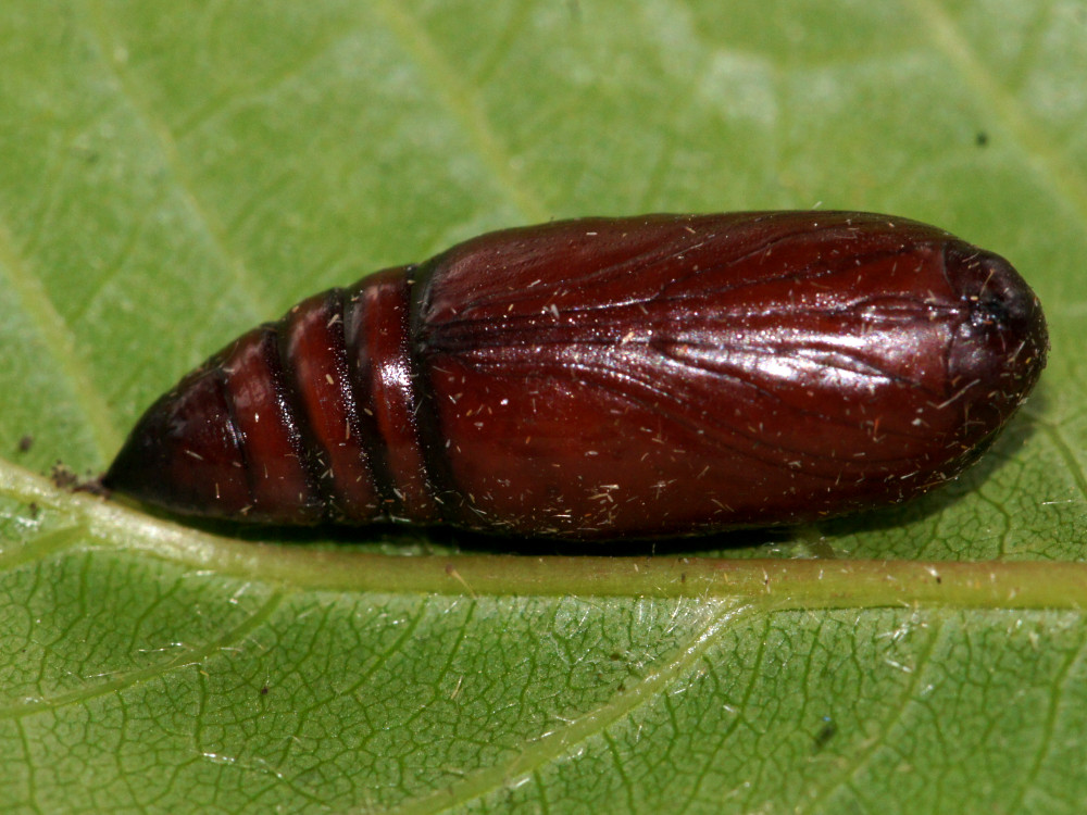 Bild Nr.10099 zum Vergrößern klicken Bild Nr.10099