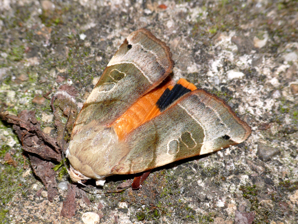 Bild Nr.10100 zum Vergrößern klicken Bild Nr.10100