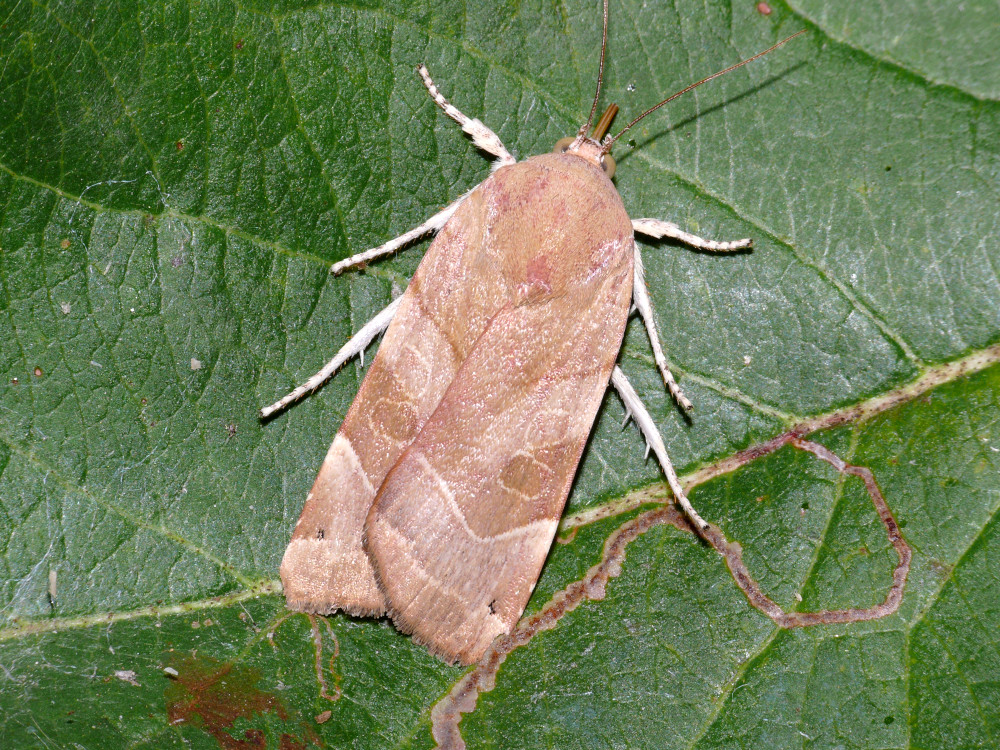 Bild Nr.10100 zum Vergrößern klicken Bild Nr.10100