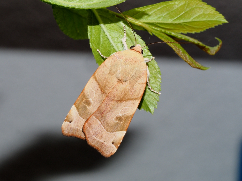 Bild Nr.10100 zum Vergrößern klicken Bild Nr.10100