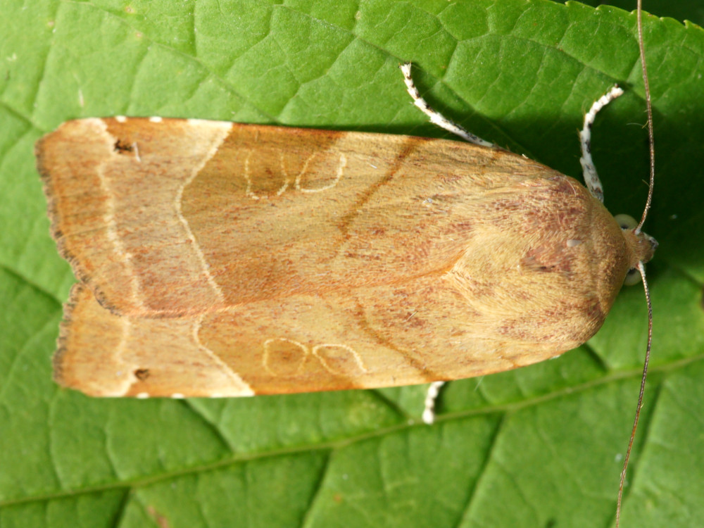 Bild Nr.10100 zum Vergrößern klicken Bild Nr.10100