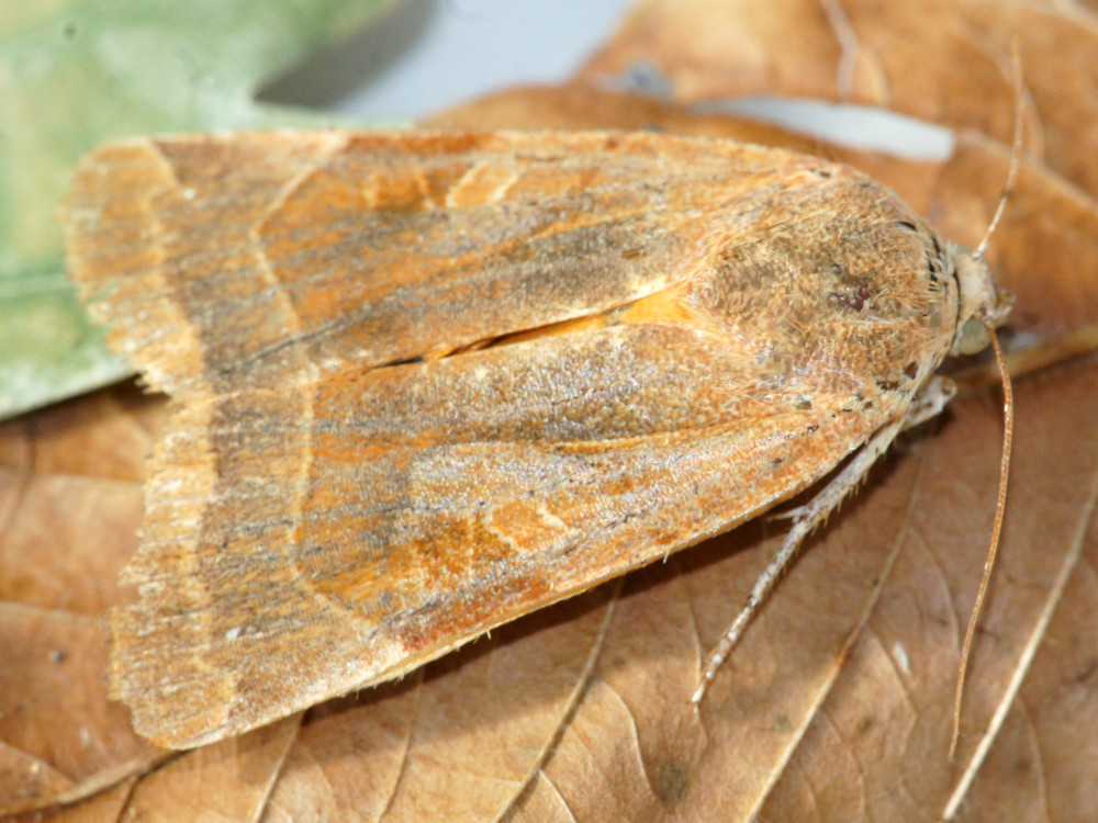 Bild Nr.10100 zum Vergrößern klicken Bild Nr.10100