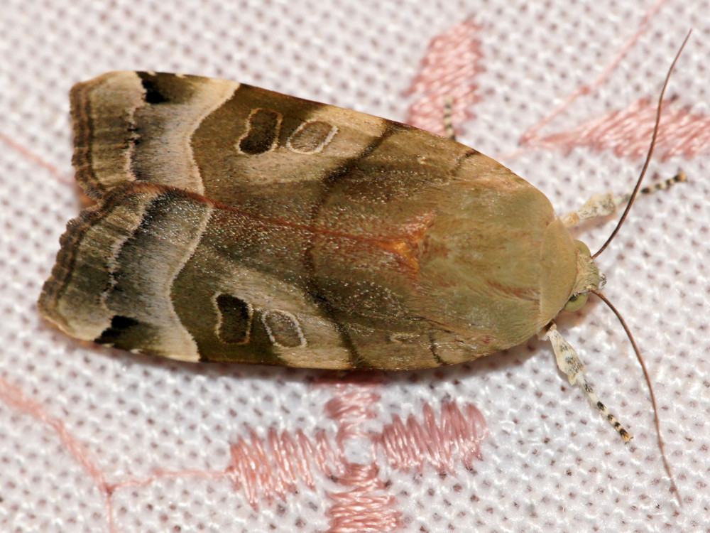 Bild Nr.10100 zum Vergrößern klicken Bild Nr.10100