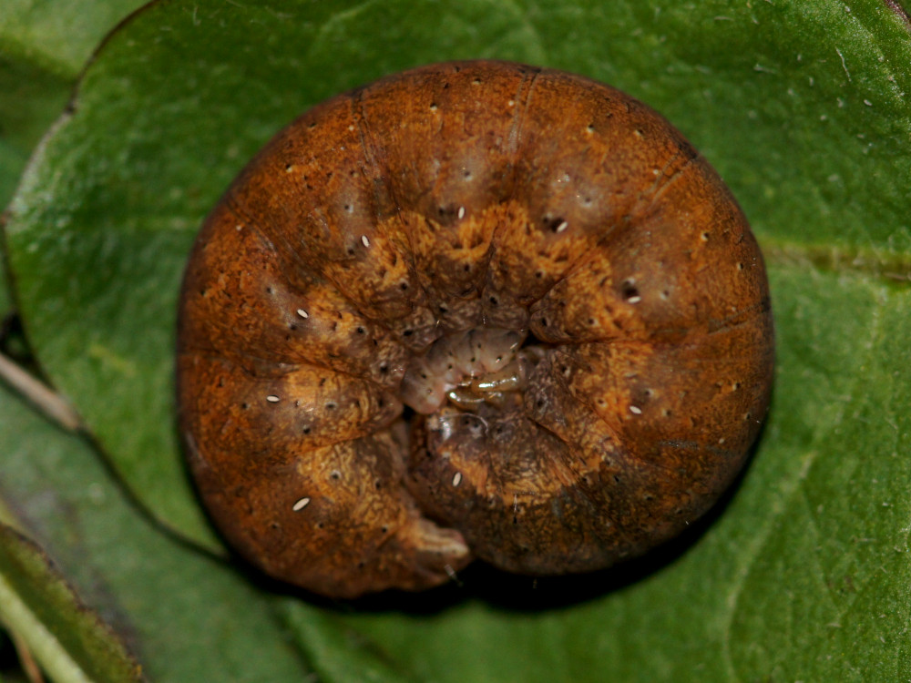 Bild Nr.10100 zum Vergrößern klicken Bild Nr.10100