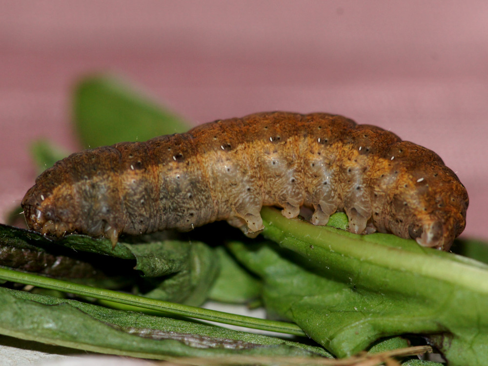 Bild Nr.10100 zum Vergrößern klicken Bild Nr.10100