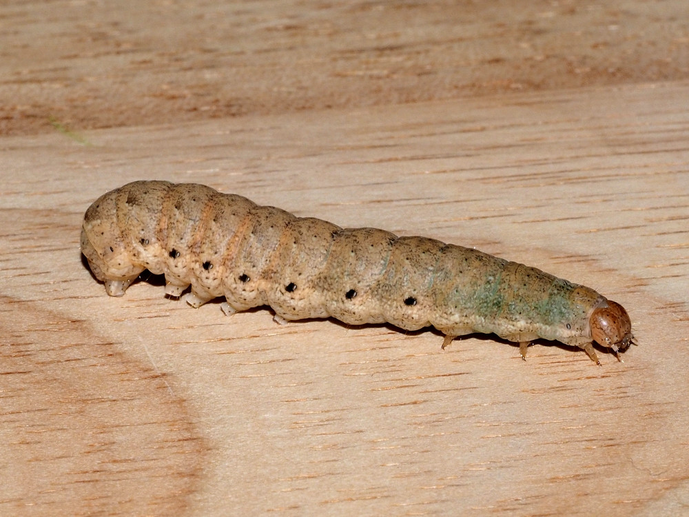 Bild Nr.10100 zum Vergrößern klicken Bild Nr.10100