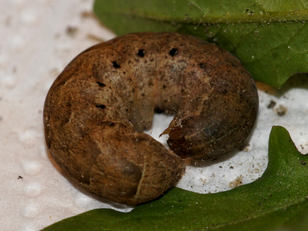 Bild Nr.10100 zum Vergrößern klicken Bild Nr.10100