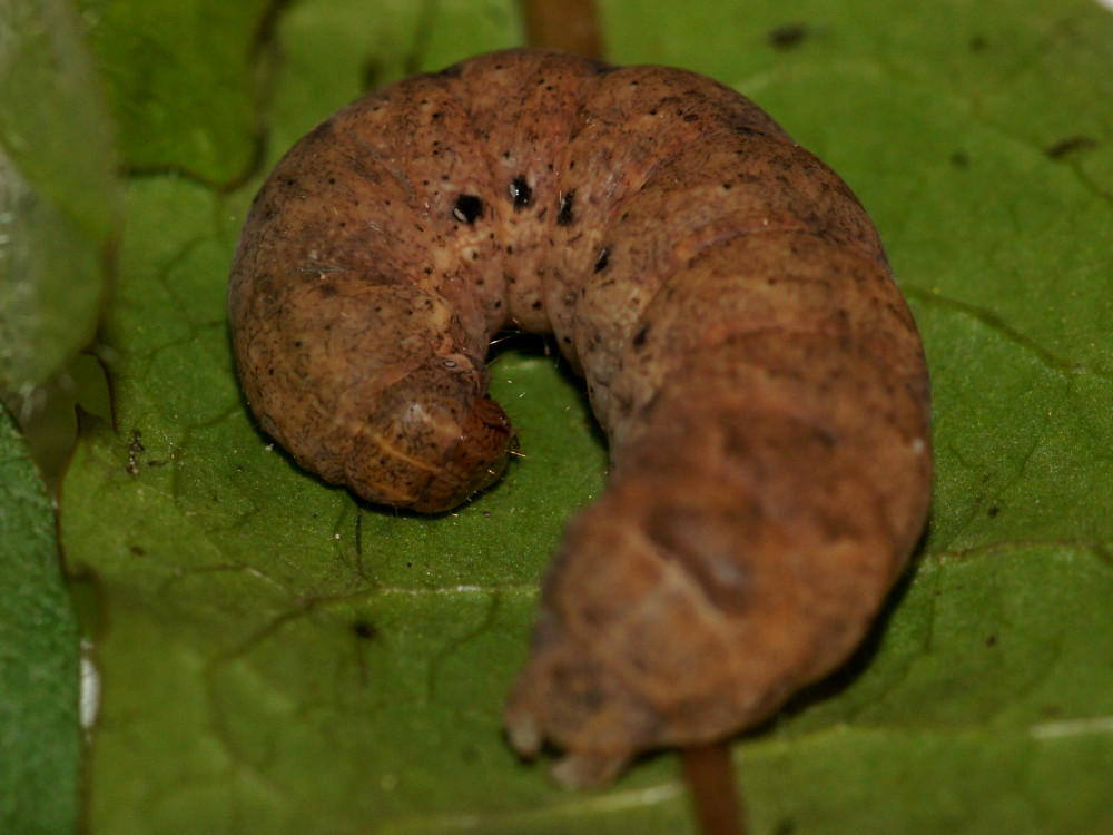 Bild Nr.10100 zum Vergrößern klicken Bild Nr.10100