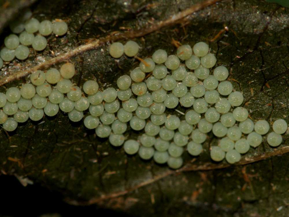 Bild Nr.10100 zum Vergrößern klicken Bild Nr.10100