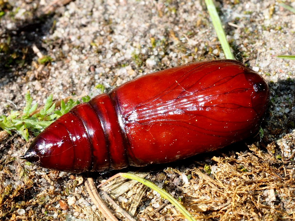 Bild Nr.10100 zum Vergrößern klicken Bild Nr.10100