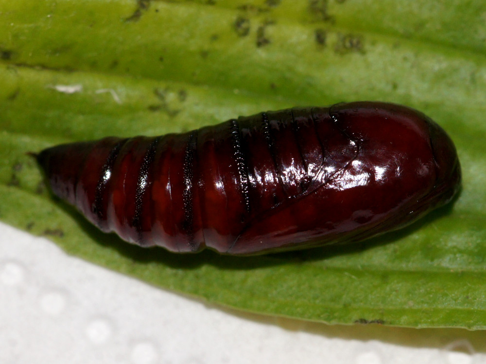 Bild Nr.10100 zum Vergrößern klicken Bild Nr.10100