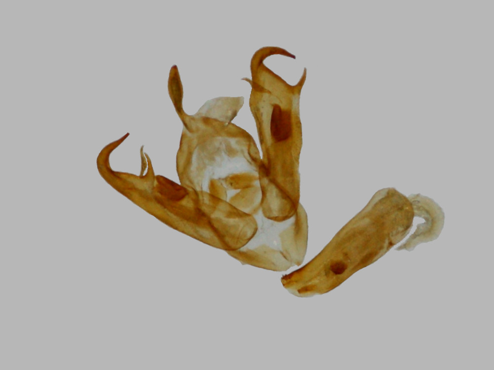 Bild Nr.10102 zum Vergrößern klicken Bild Nr.10102